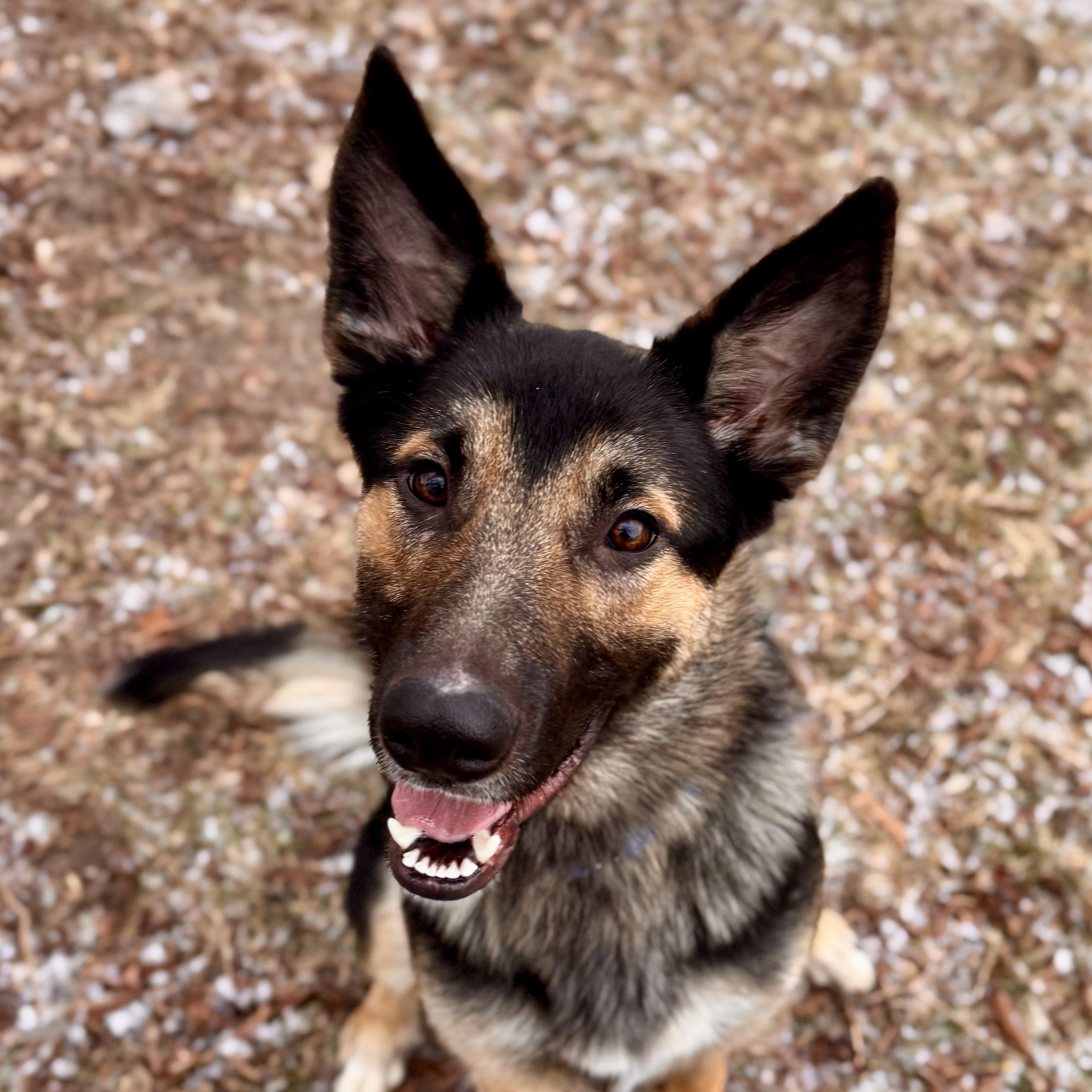 Enlarge Cash , a ADOPTABLE German Shepherd Dog in Midland, MI image 5/5