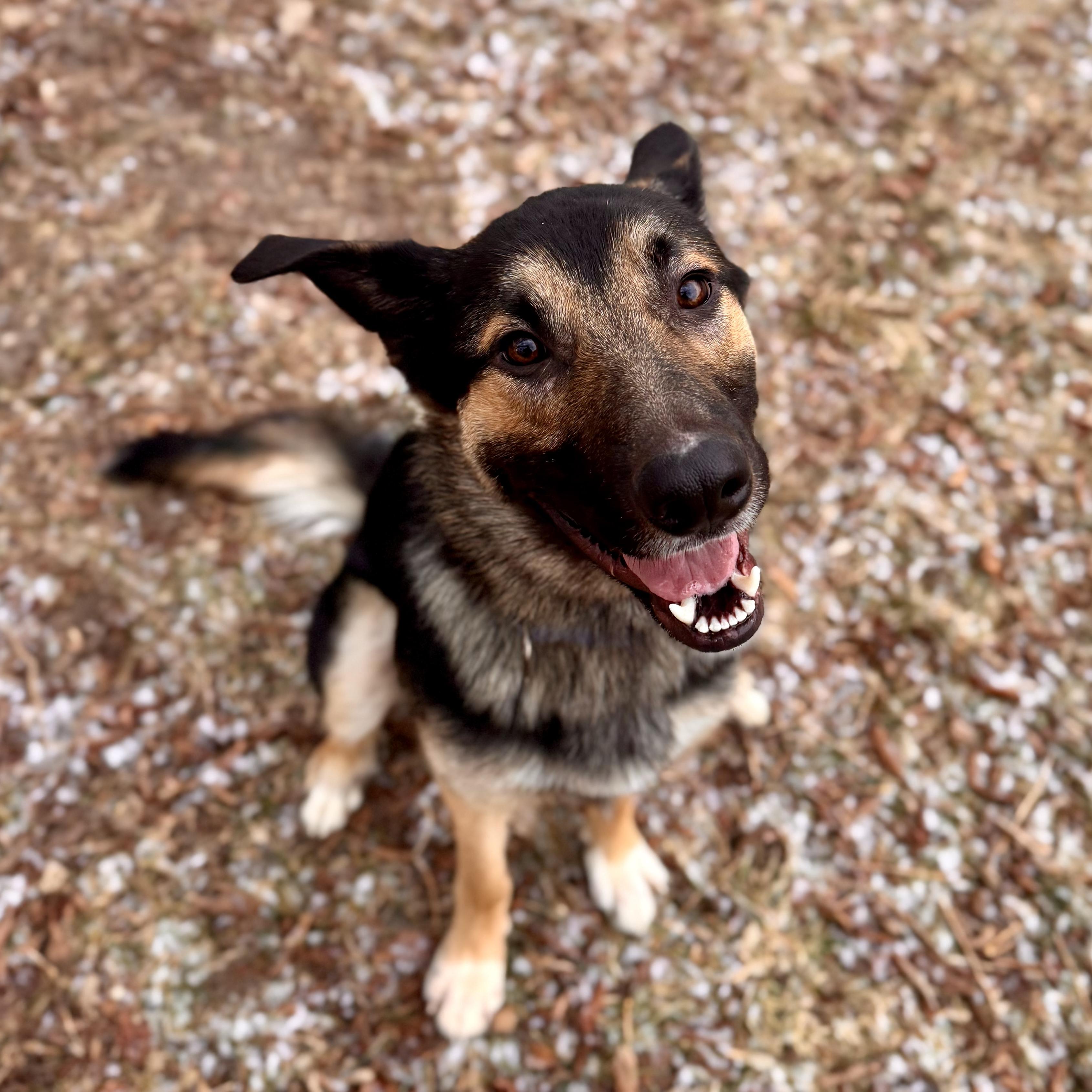 Cash , ADOPTABLE, Young Male German Shepherd Dog.