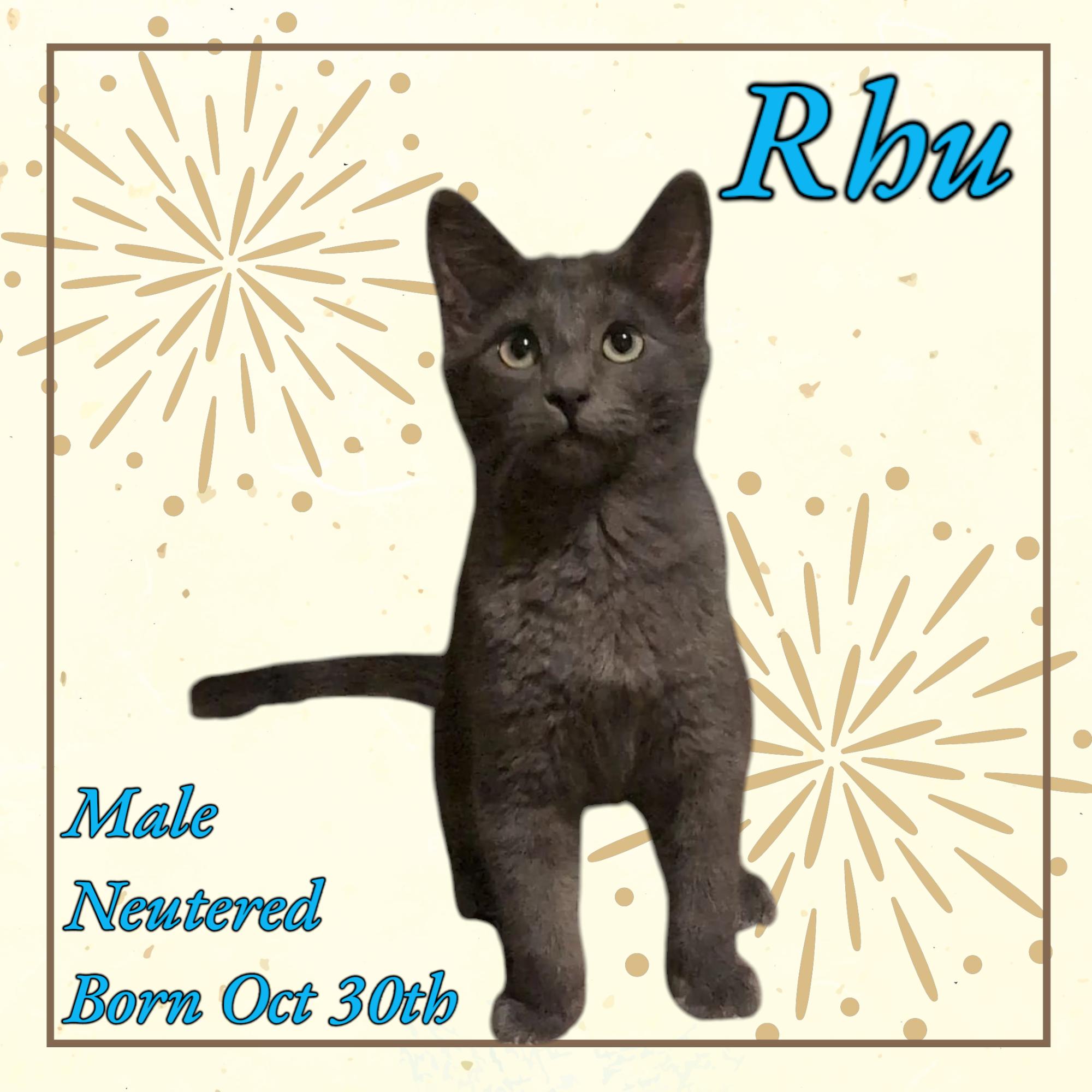 Rhubarb "Rhu", Young Male Domestic Medium Hair