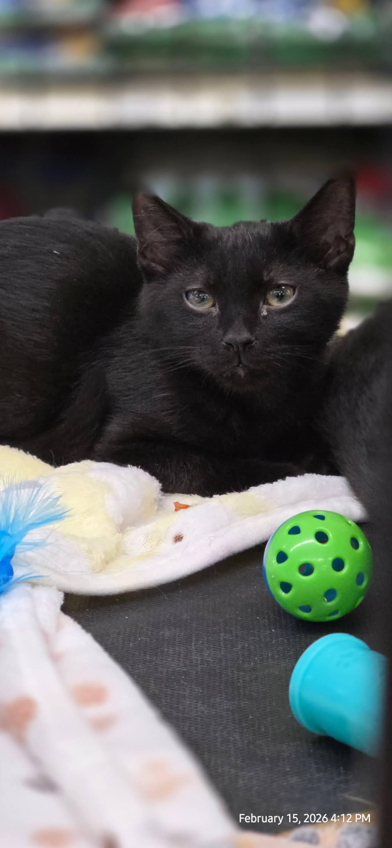 Nero, ADOPTABLE, Young Male Domestic Short Hair.