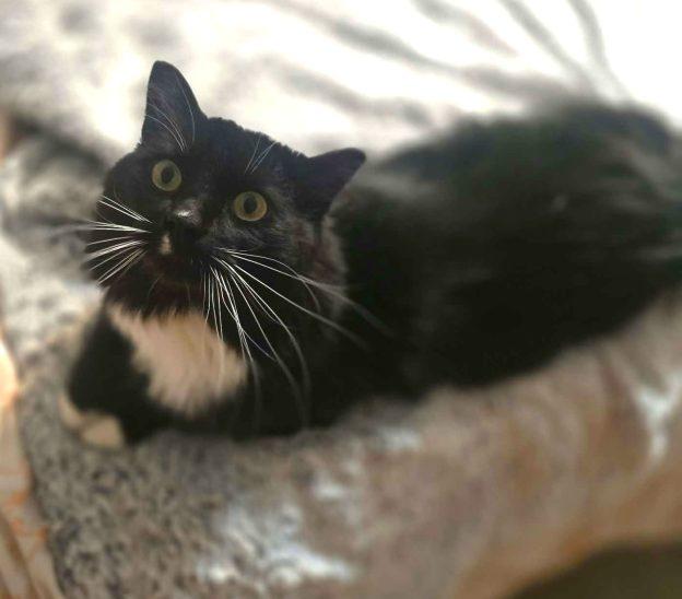 Milo, ADOPTABLE, Adult Male Domestic Long Hair.
