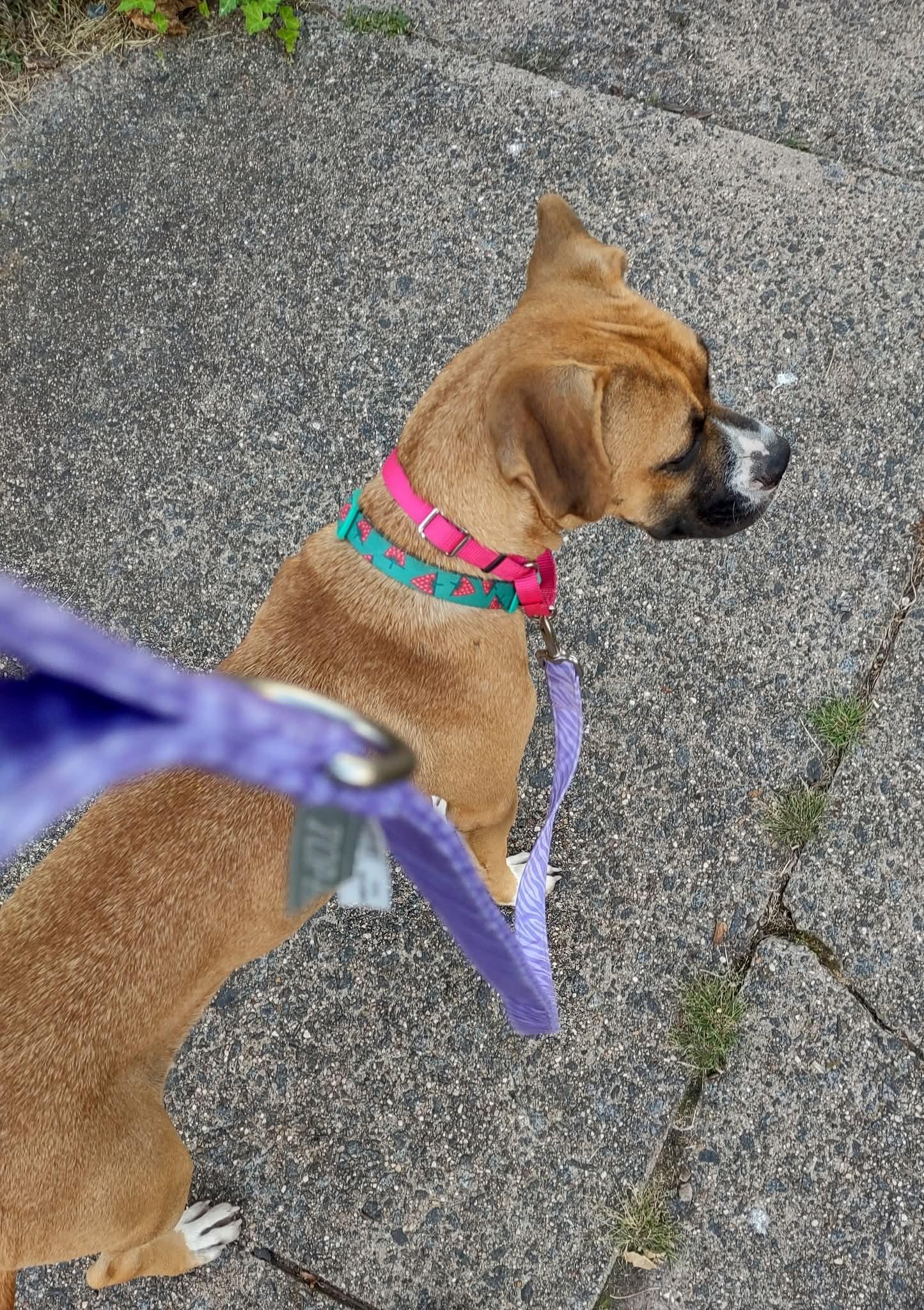 Little Boxer Bailey