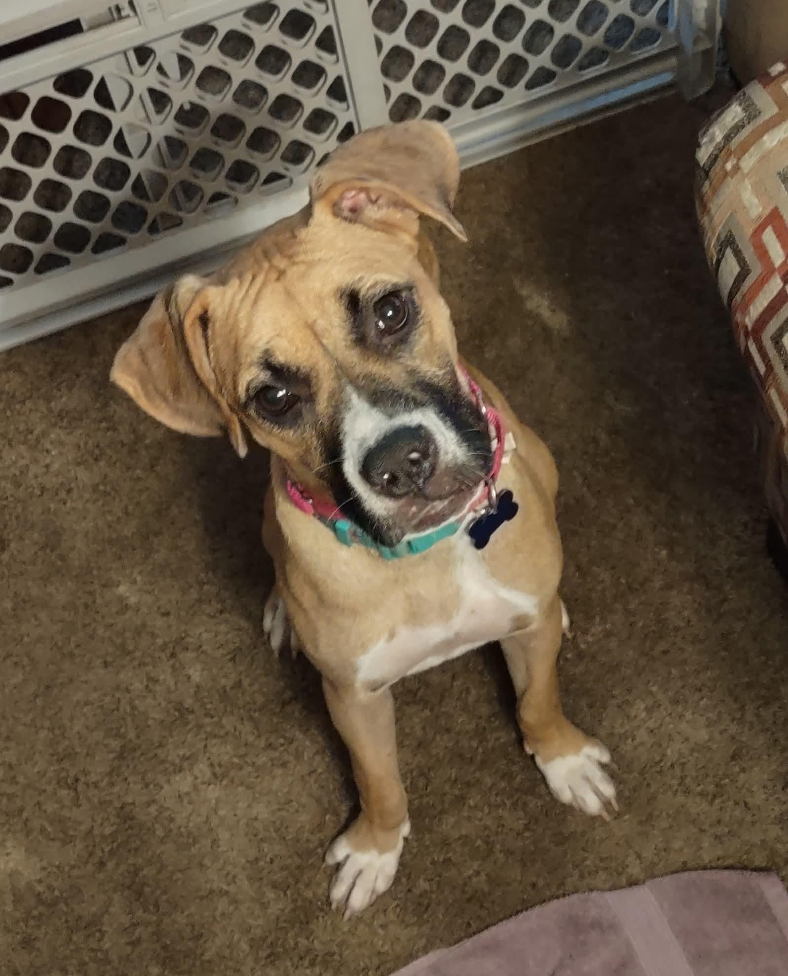 Little Boxer Bailey