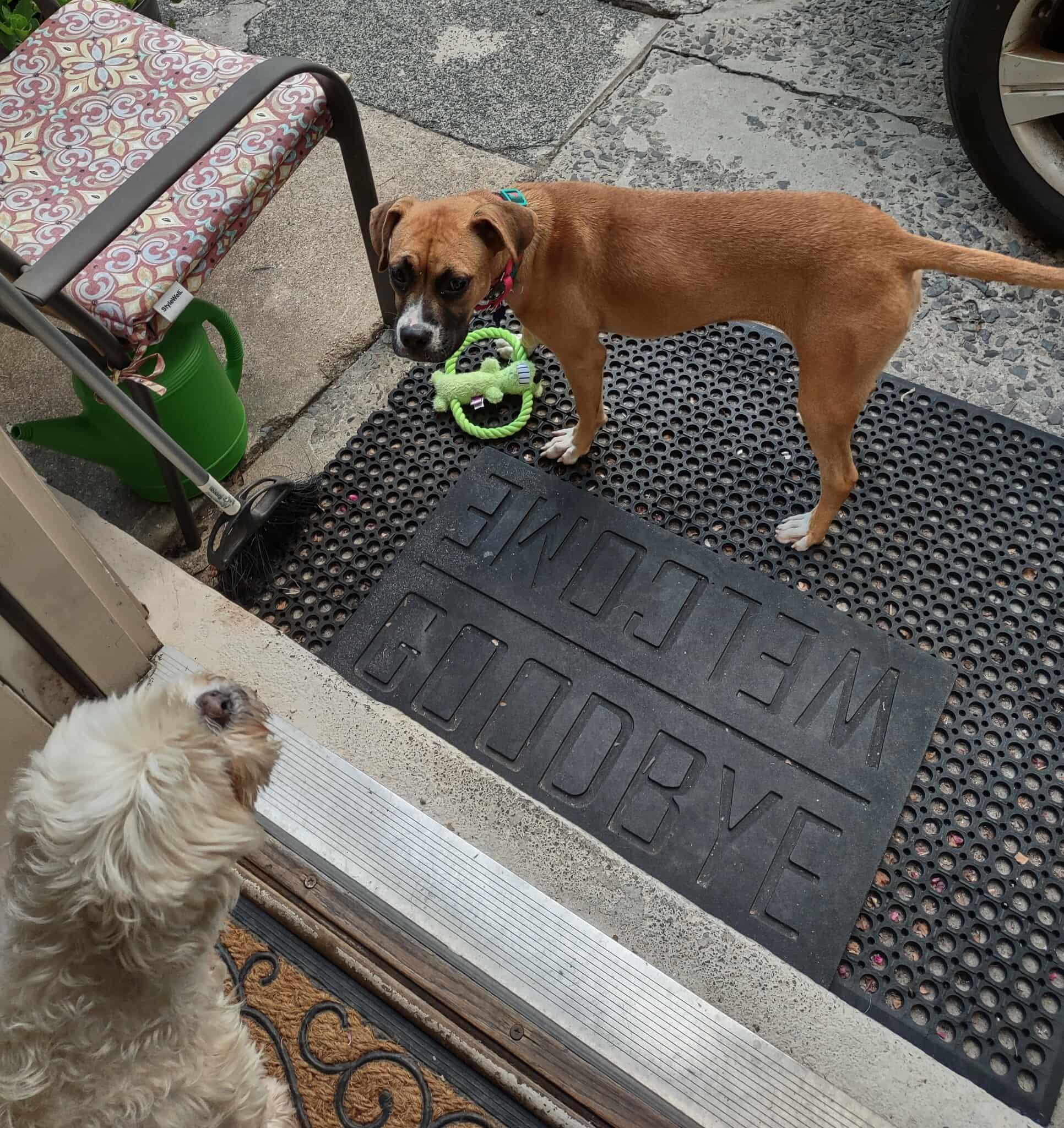 Little Boxer Bailey