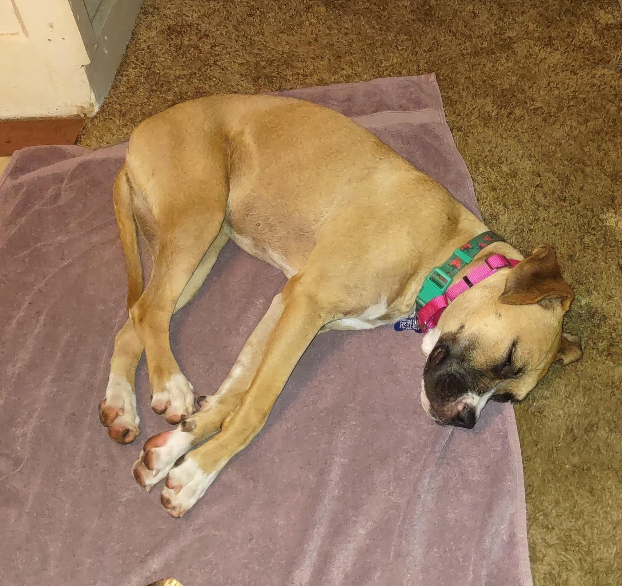 Little Boxer Bailey