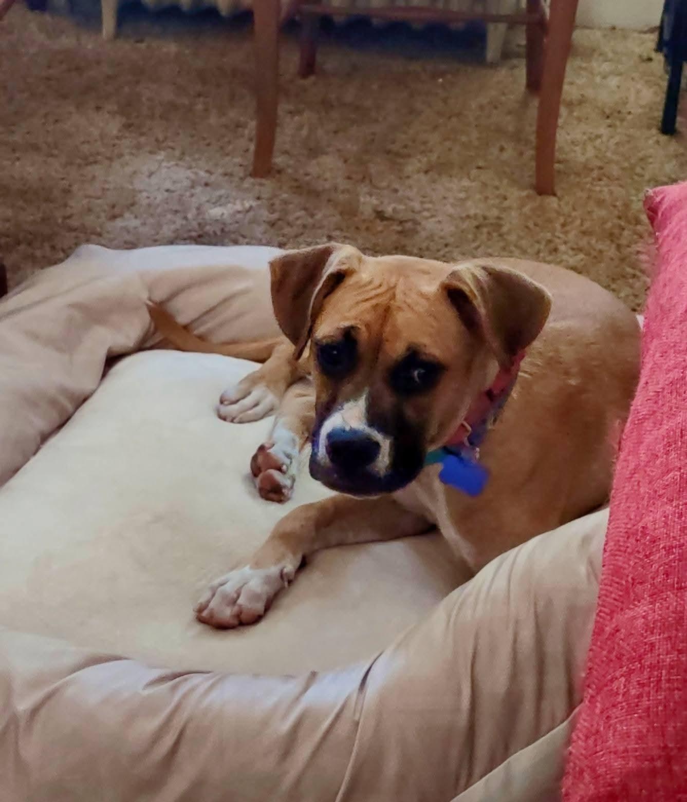 Little Boxer Bailey