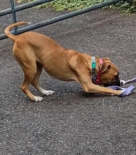 Little Boxer Bailey