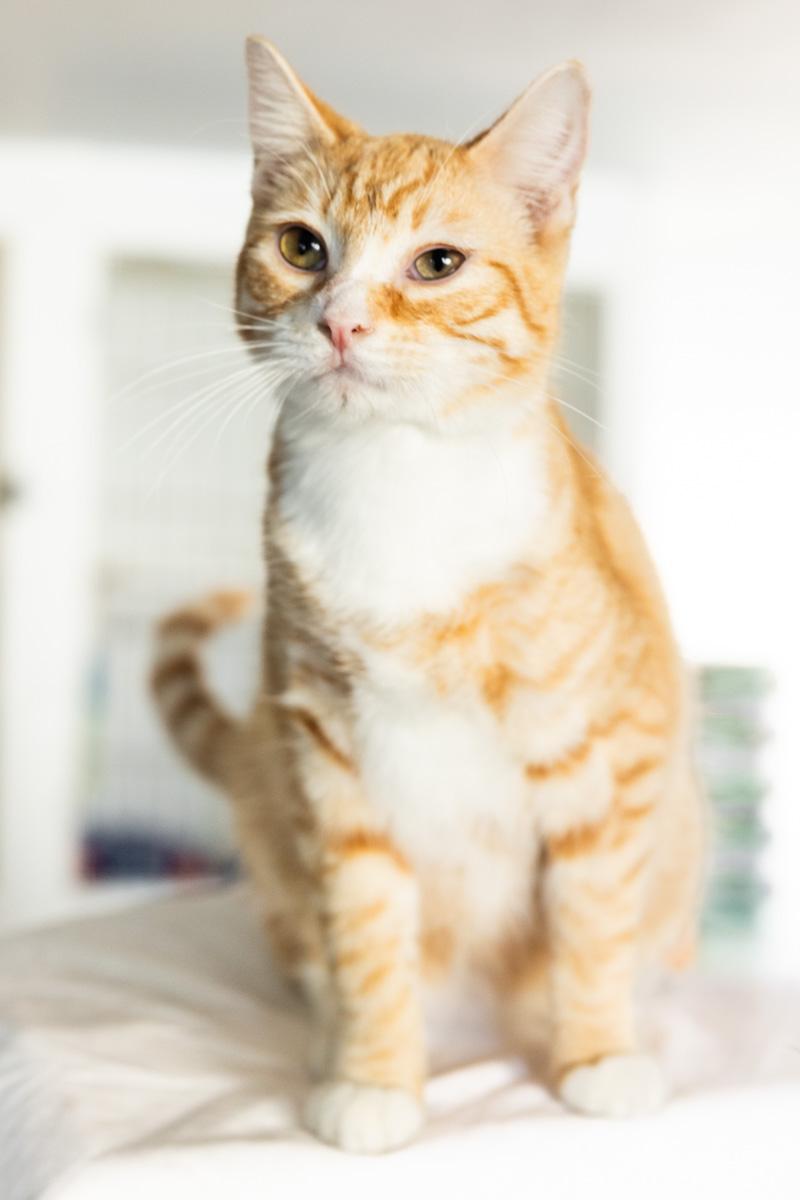 Enlarge PIKACHU, a Adoptable Domestic Short Hair in Rowland Heights, CA image 3/3