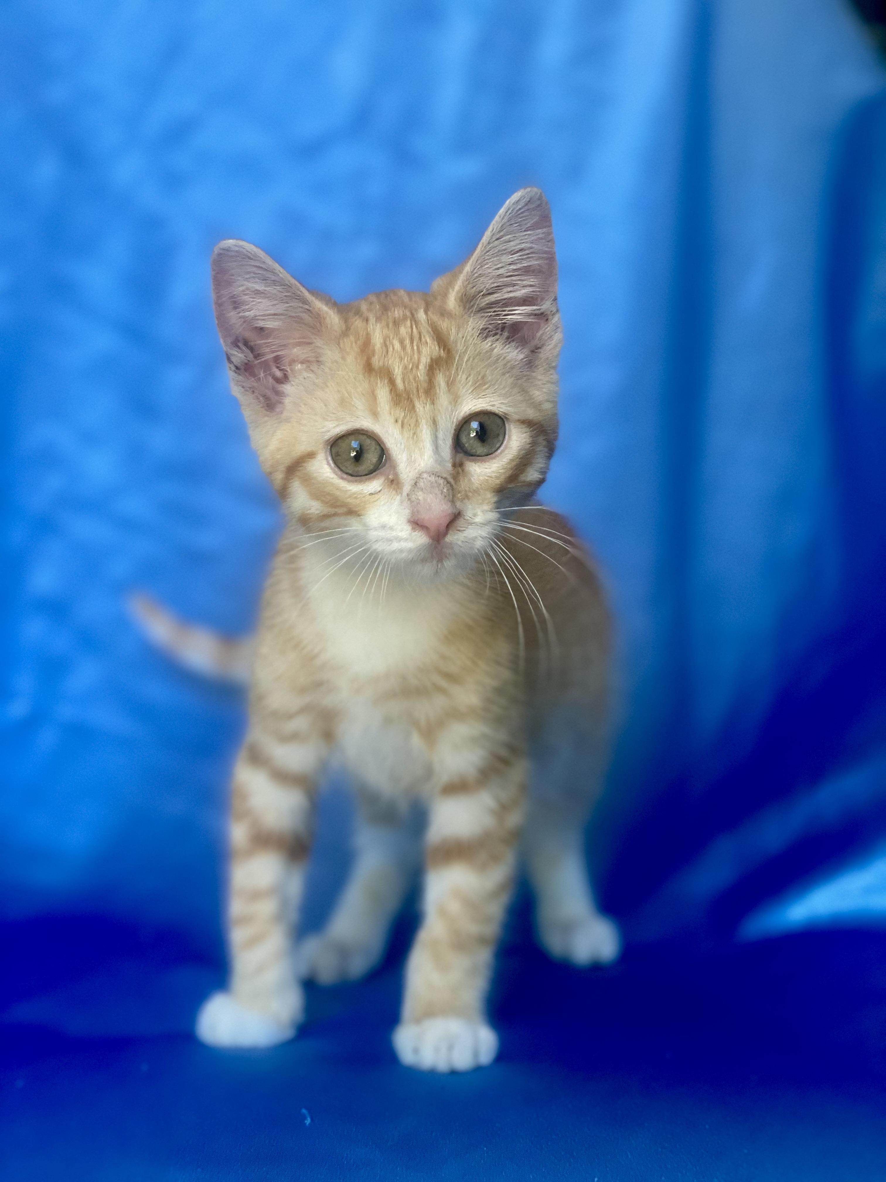PIKACHU, a Adoptable Domestic Short Hair in Rowland Heights, CA image 6/6