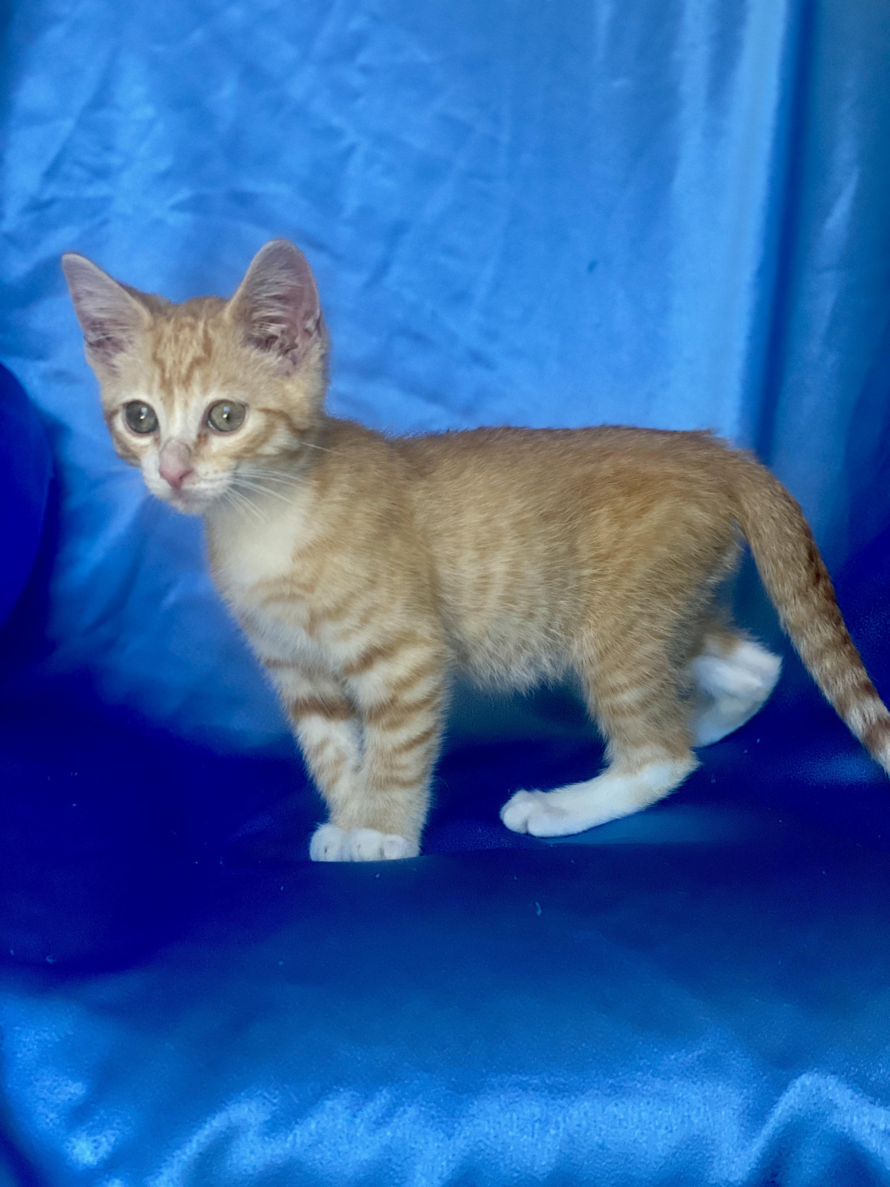 PIKACHU, a Adoptable Domestic Short Hair in Rowland Heights, CA image 2/6