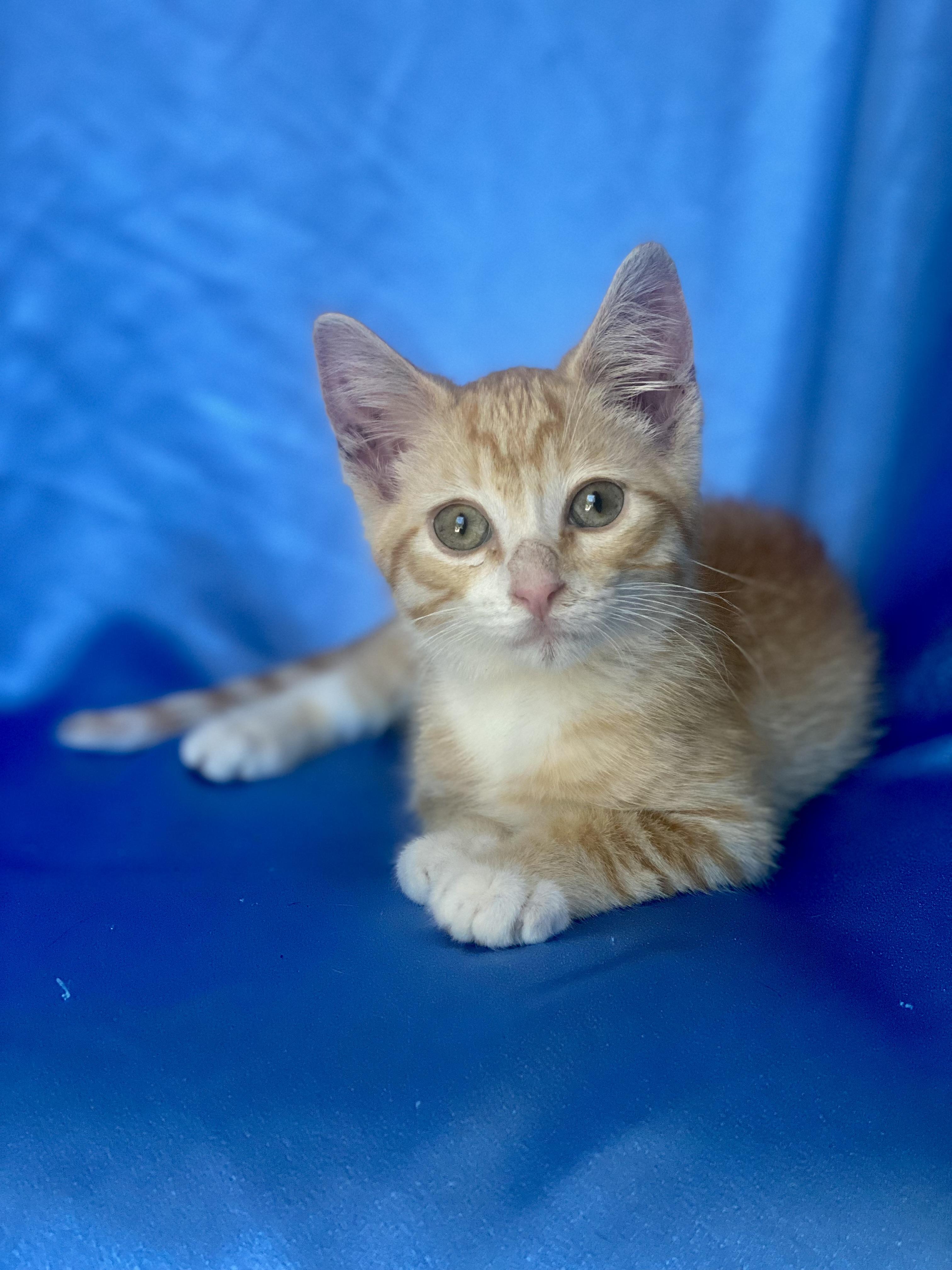 PIKACHU, a Adoptable Domestic Short Hair in Rowland Heights, CA image 3/6