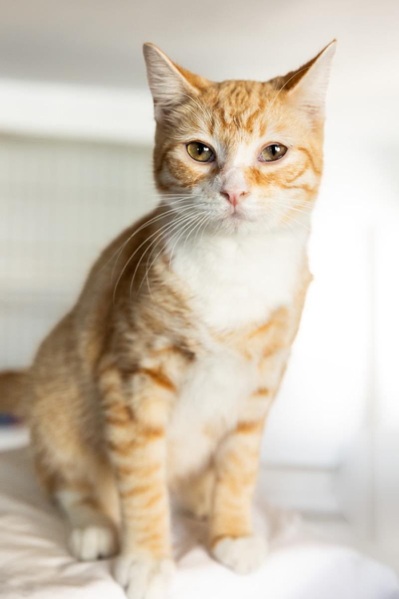 Enlarge PIKACHU, a Adoptable Domestic Short Hair in Rowland Heights, CA image 2/3