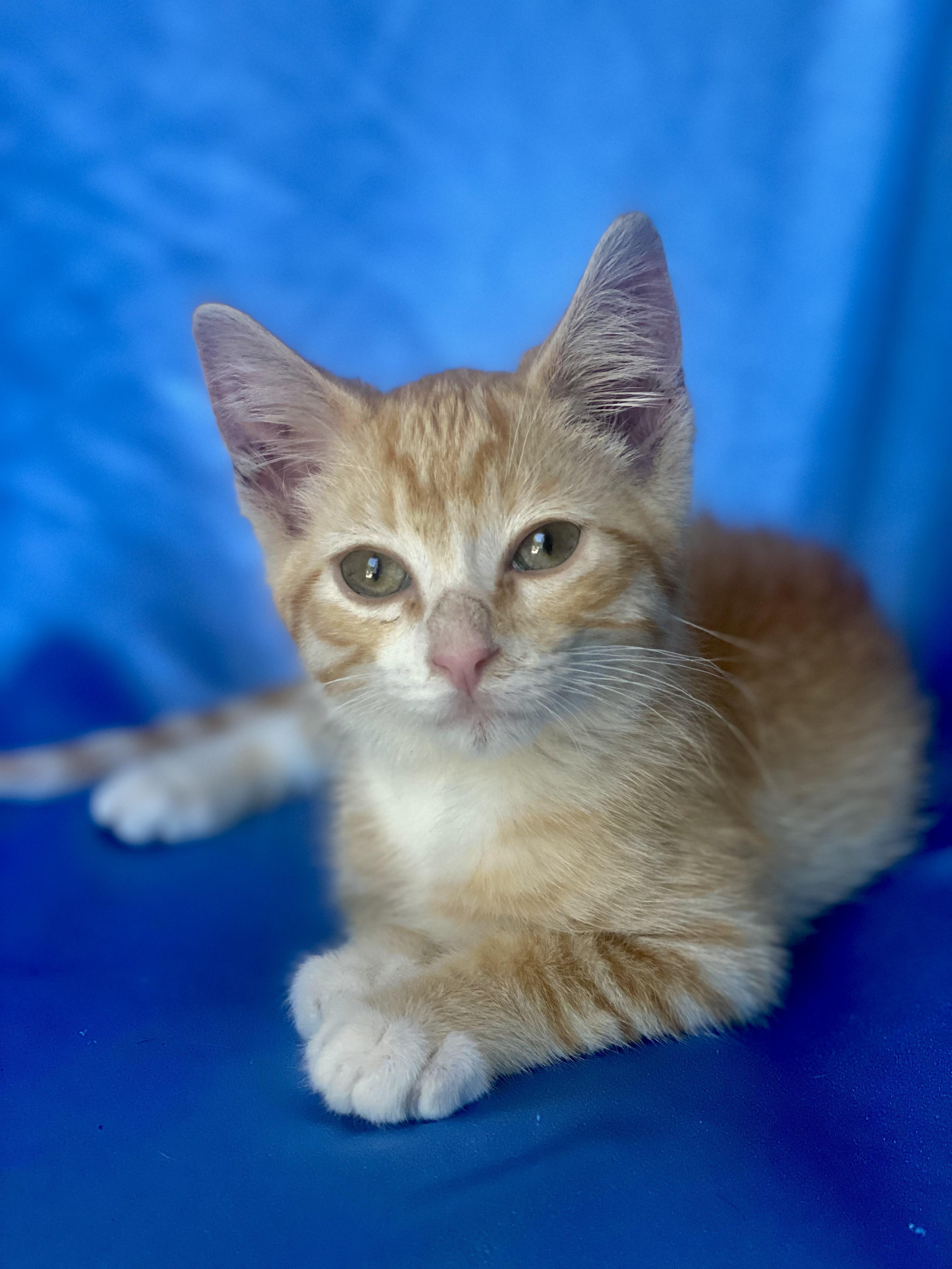 PIKACHU, a Adoptable Domestic Short Hair in Rowland Heights, CA image 4/6