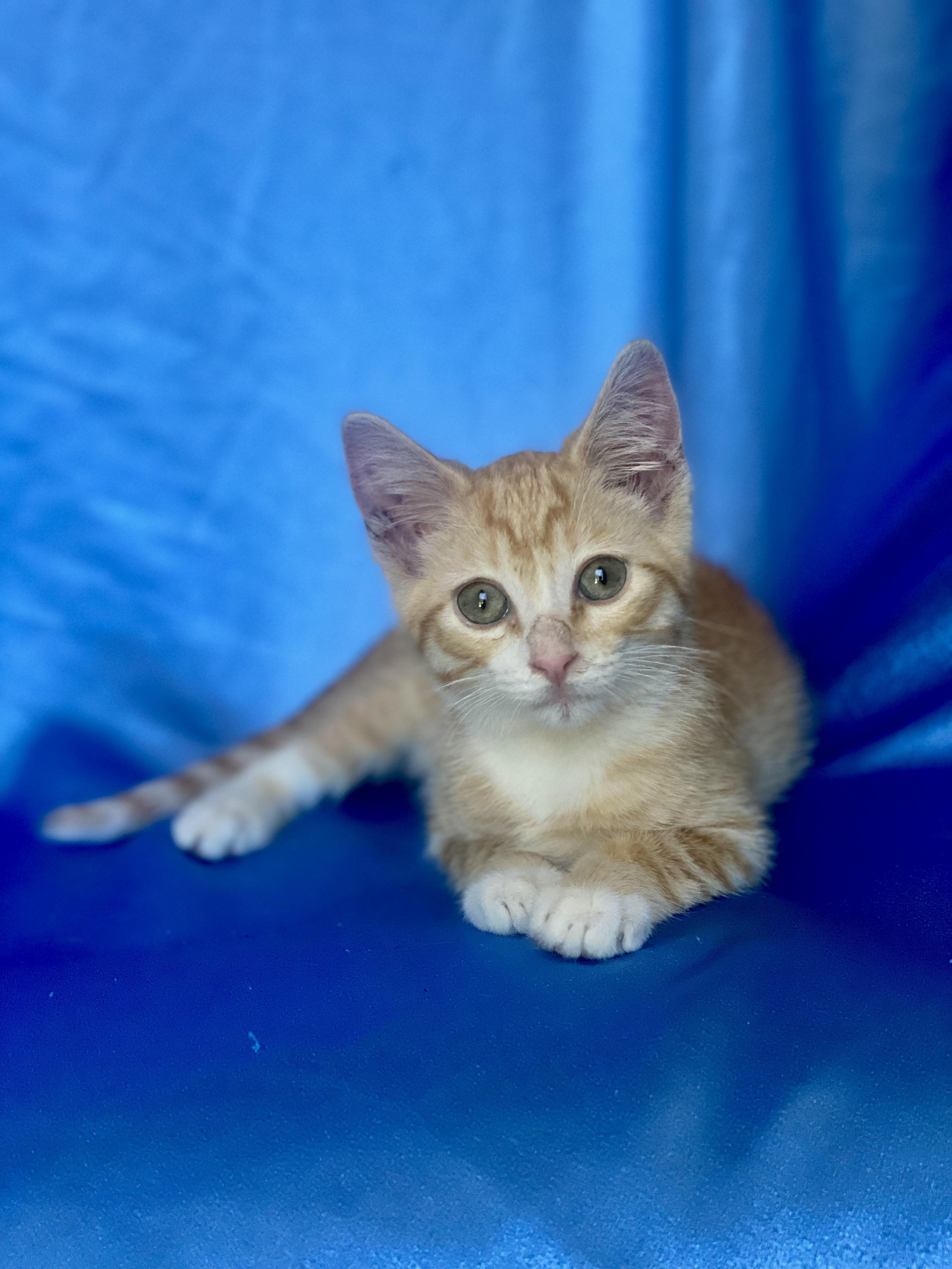 PIKACHU, a Adoptable Domestic Short Hair in Rowland Heights, CA image 5/6