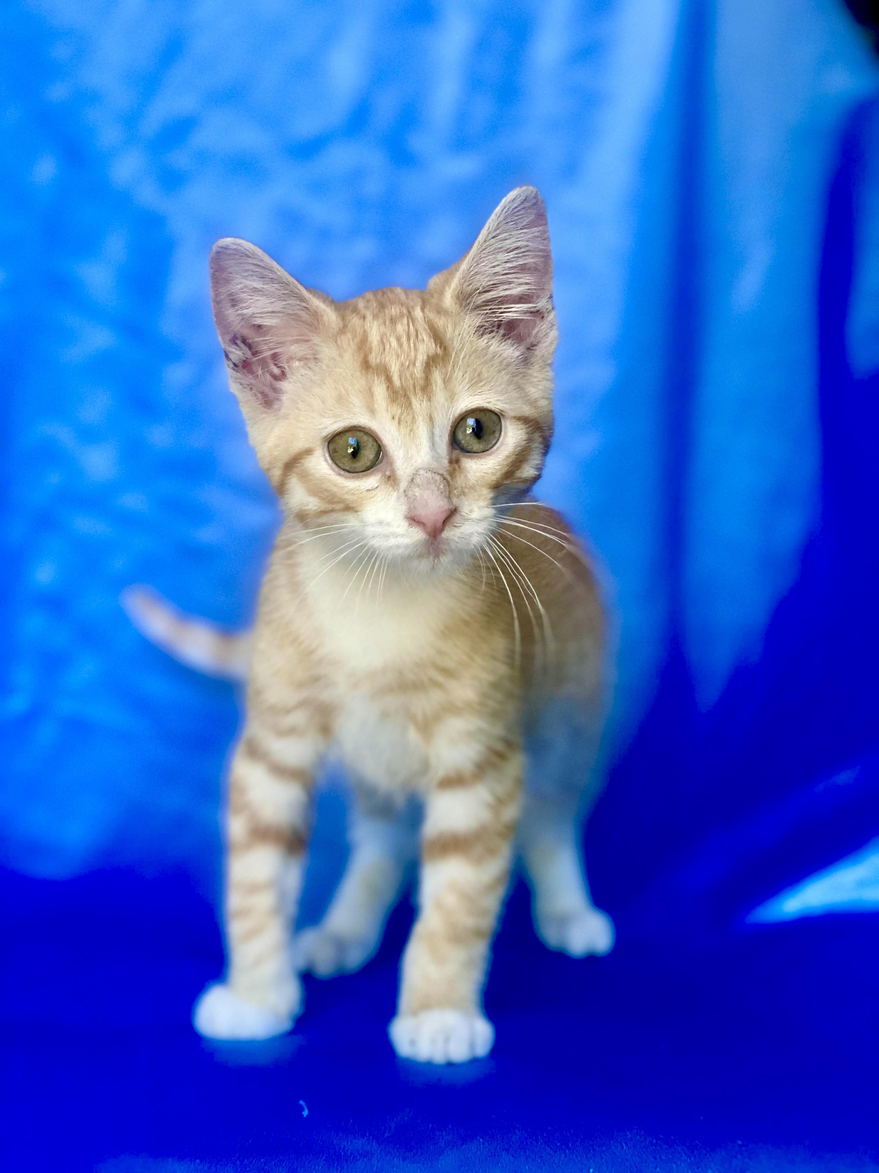 PIKACHU, Adoptable, Kitten Male Domestic Short Hair.