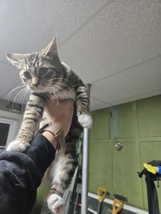 Enlarge Cyclops, a Adoptable mixed breed in Berwick, PA image 1/1