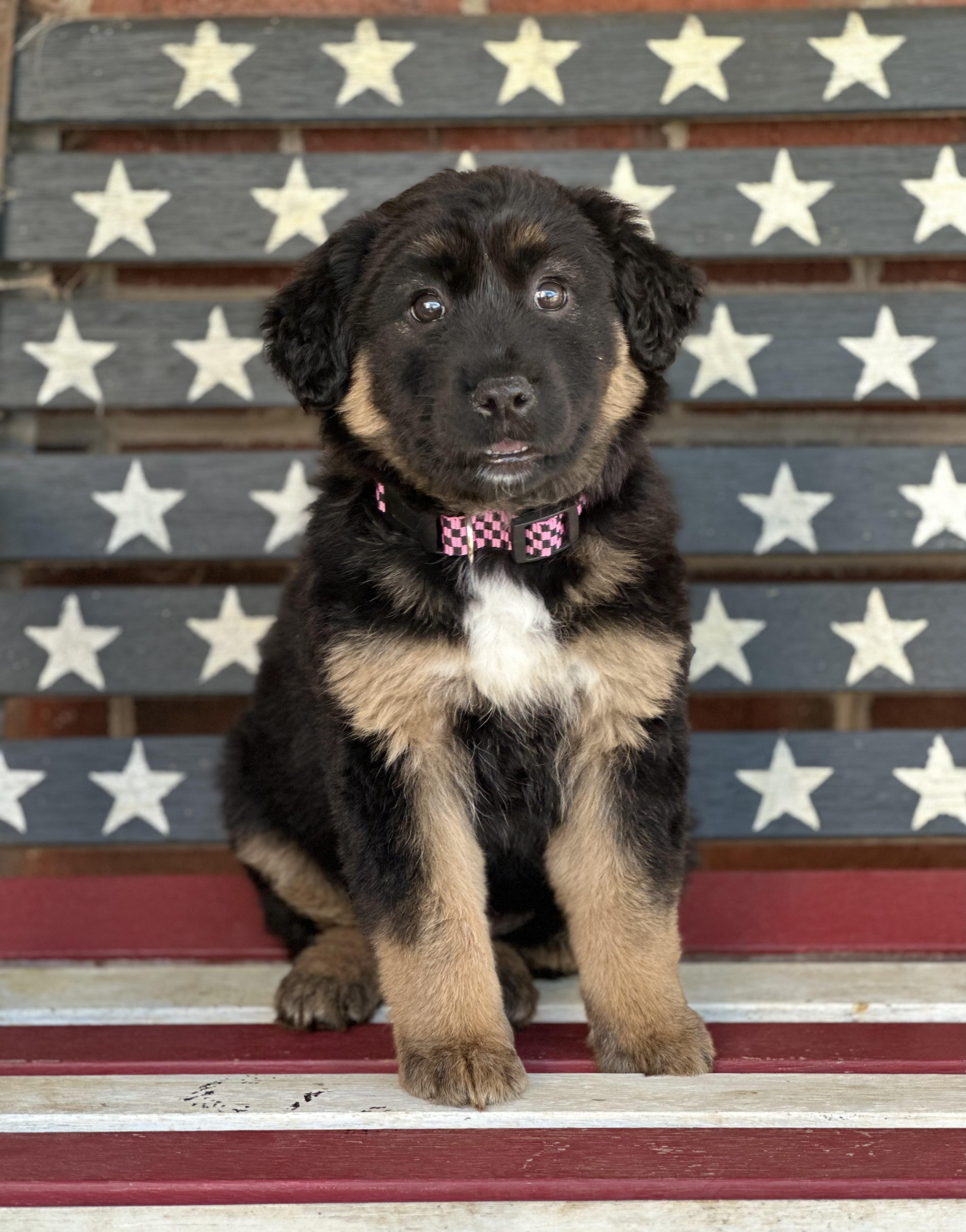 Enlarge Bridget, a ADOPTABLE mixed breed in Maiden, NC image 2/2