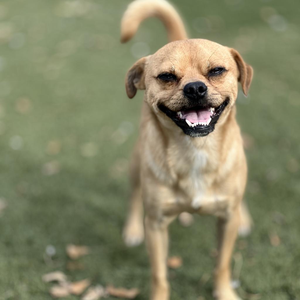 Basil, a Adoptable Pug in Fresno, CA image 1/6
