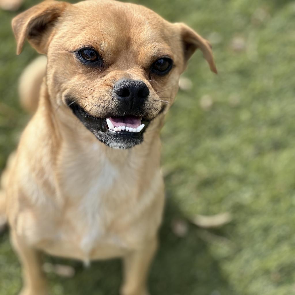 Basil, a Adoptable Pug in Fresno, CA image 3/6