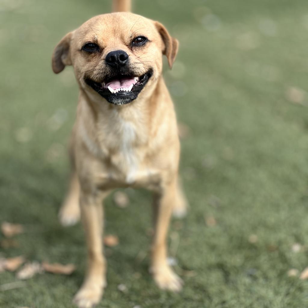 Basil, a Adoptable Pug in Fresno, CA image 4/6