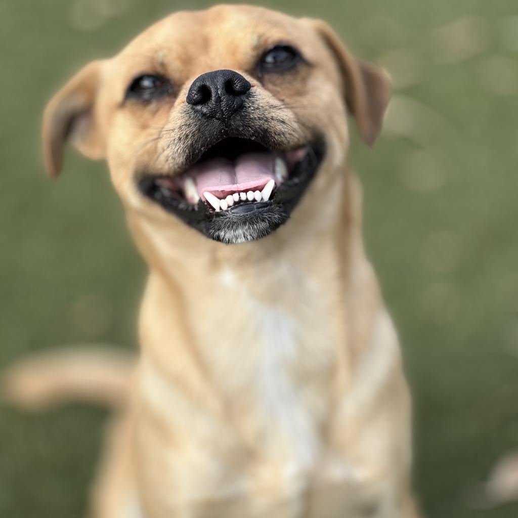 Basil, a Adoptable Pug in Fresno, CA image 5/6