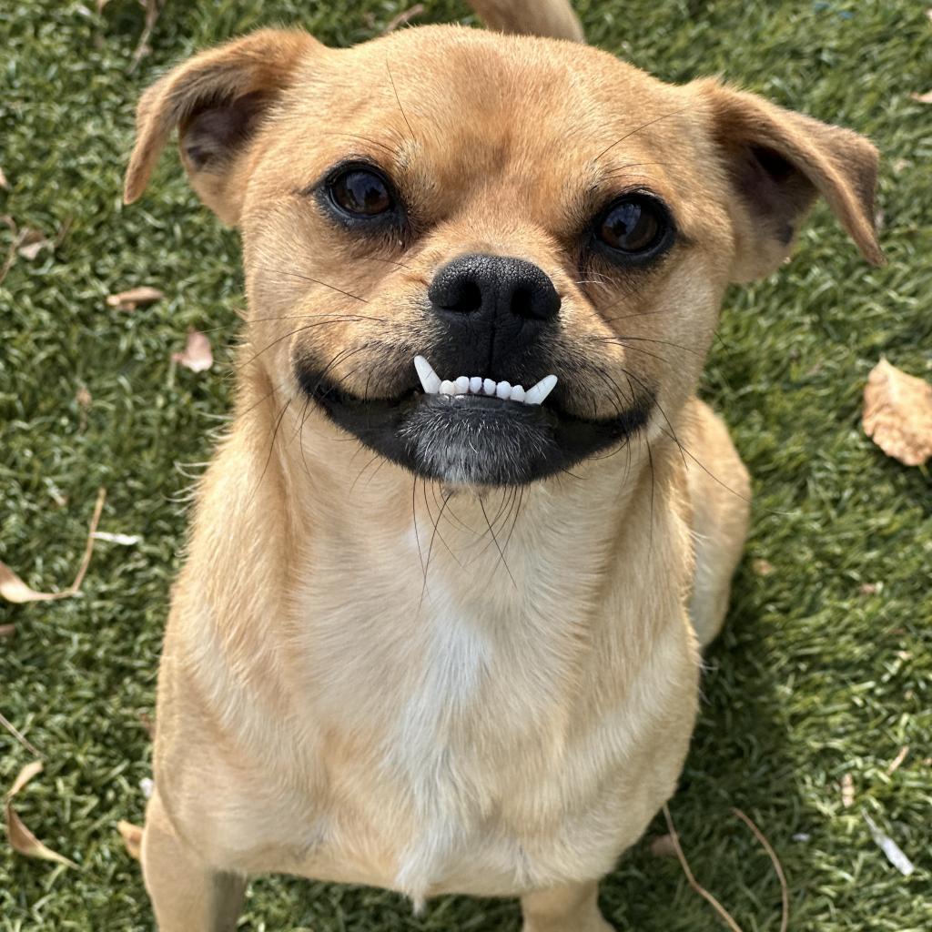 Basil, a Adoptable Pug in Fresno, CA image 6/6