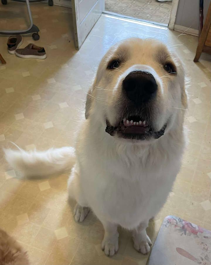 Big Chief (courtesy post)