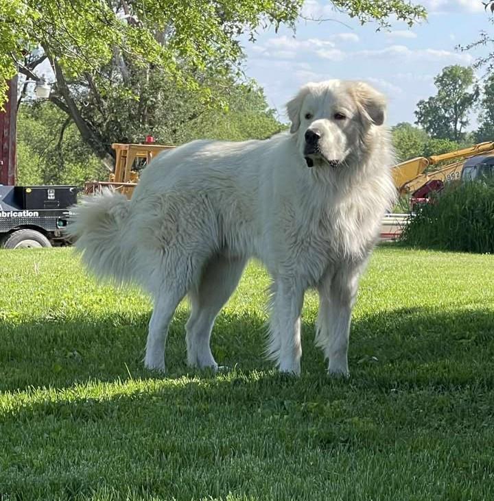 Big Chief (courtesy post)