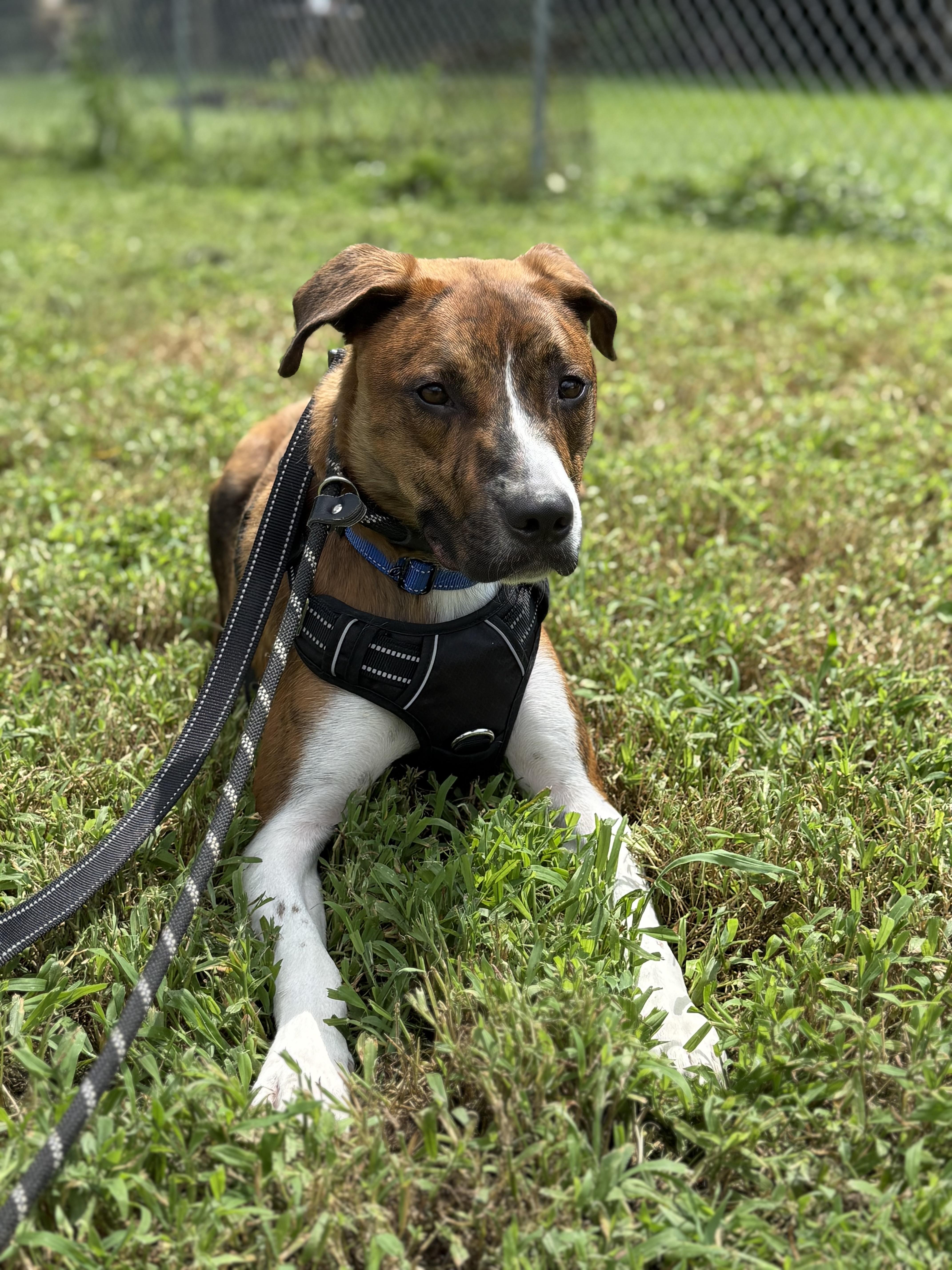 Charles, Adoptable, Young Male Pit Bull Terrier & Boxer.
