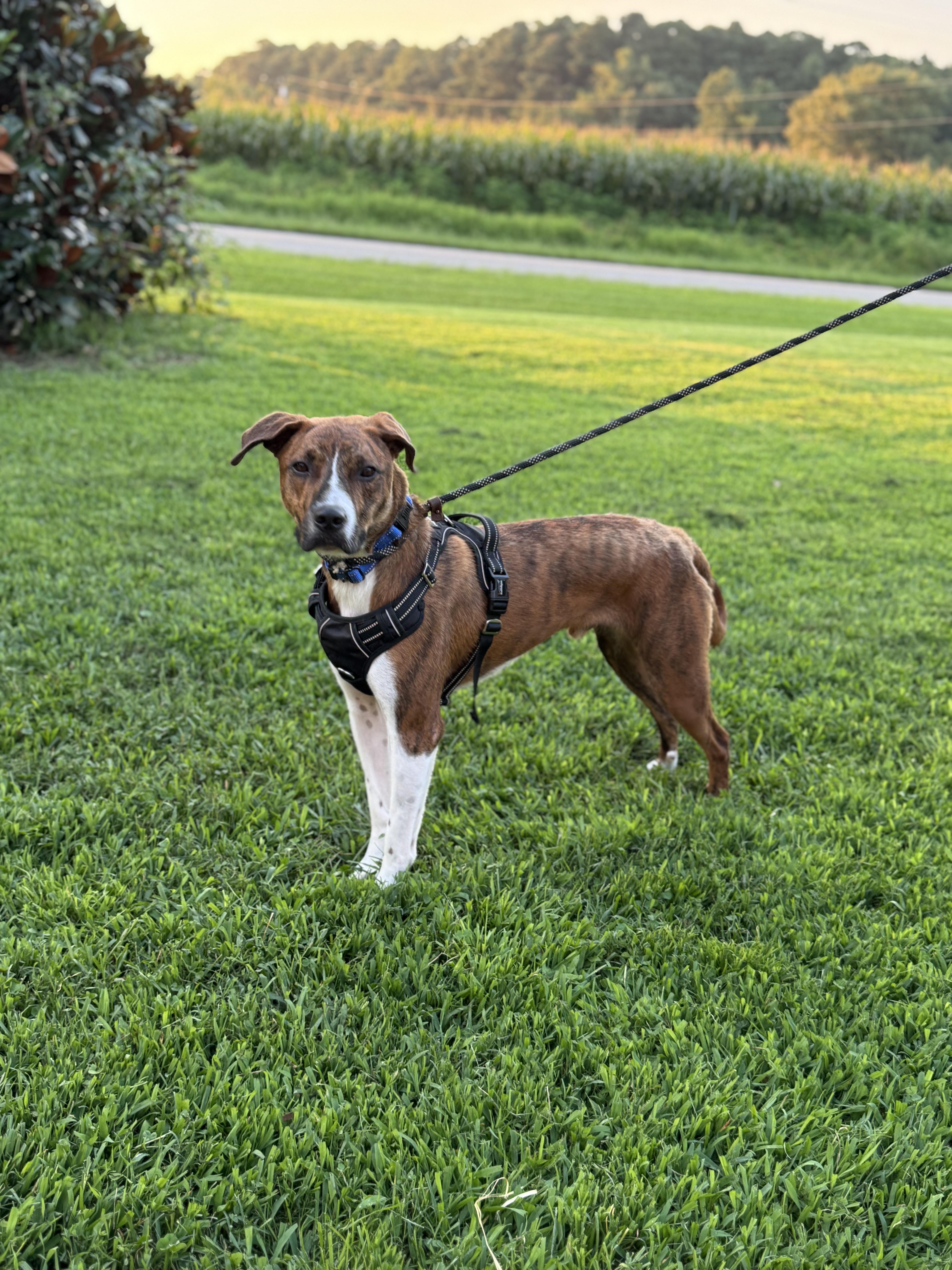 Enlarge Charles, a Adoptable mixed breed in Willard, NC image 2/6