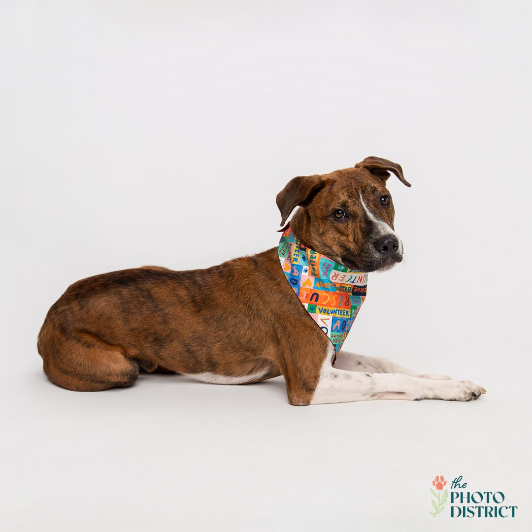 Enlarge Charles, a Adoptable mixed breed in Willard, NC image 4/6