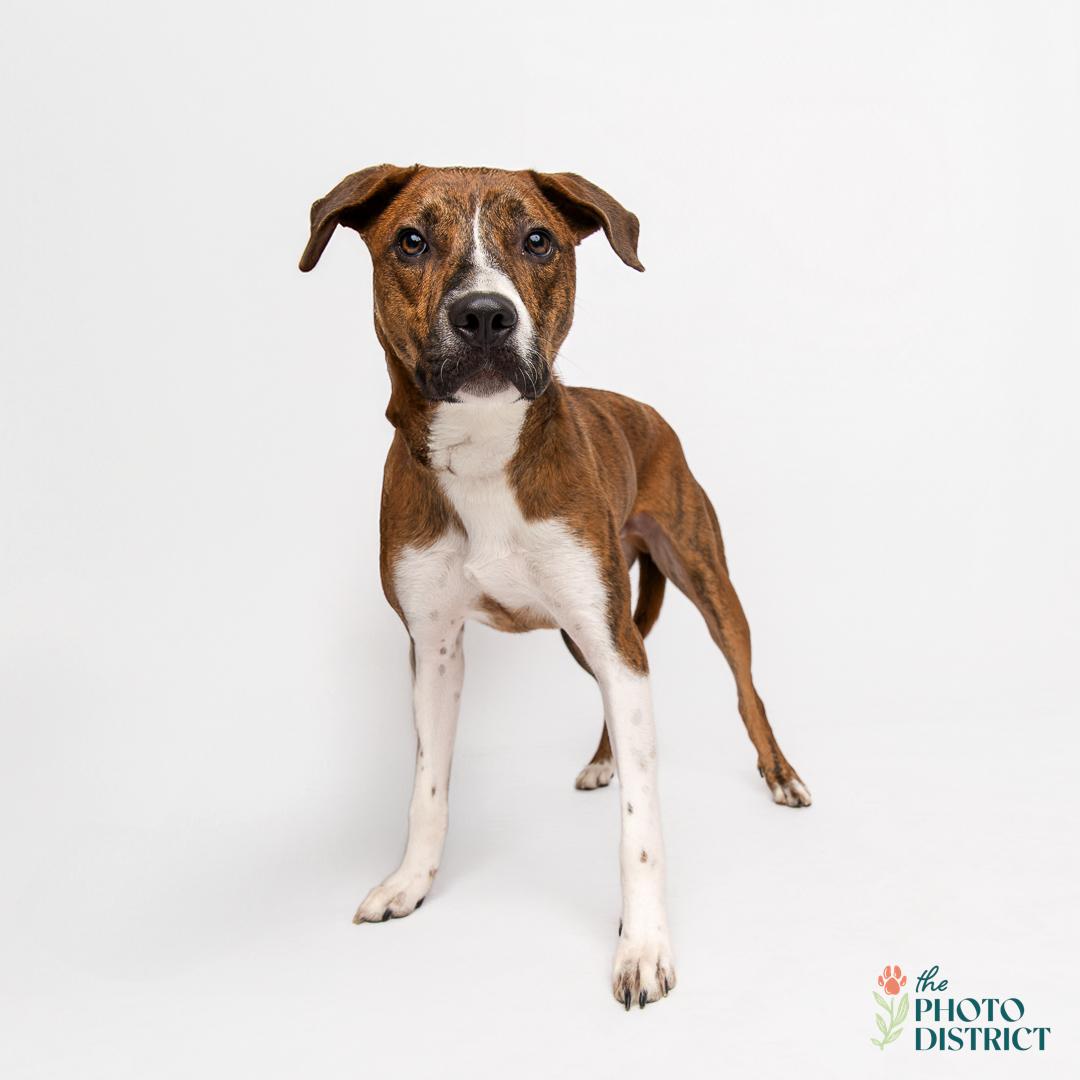 Enlarge Charles, a Adoptable mixed breed in Willard, NC image 5/6