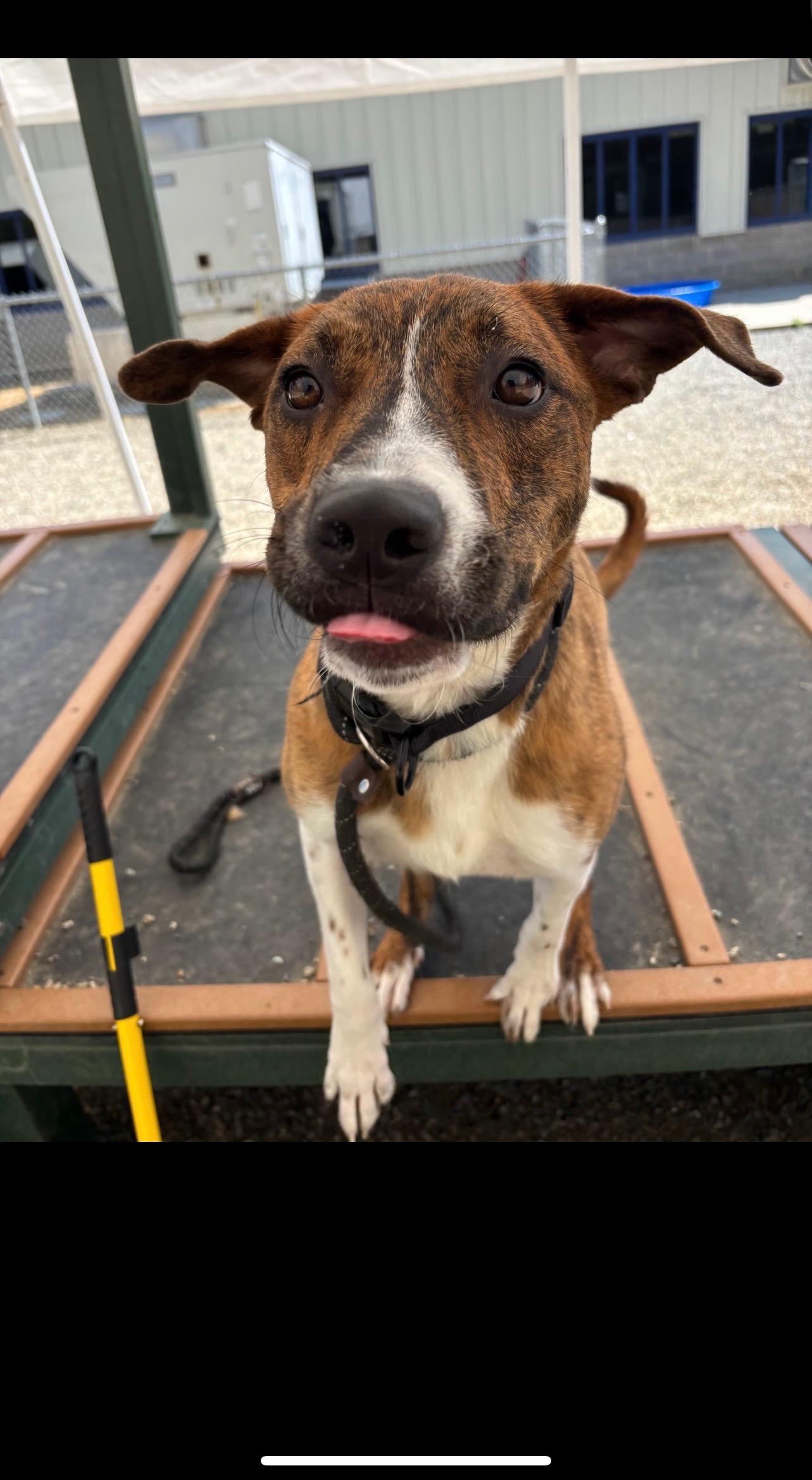 Enlarge Charles, a Adoptable mixed breed in Willard, NC image 6/6