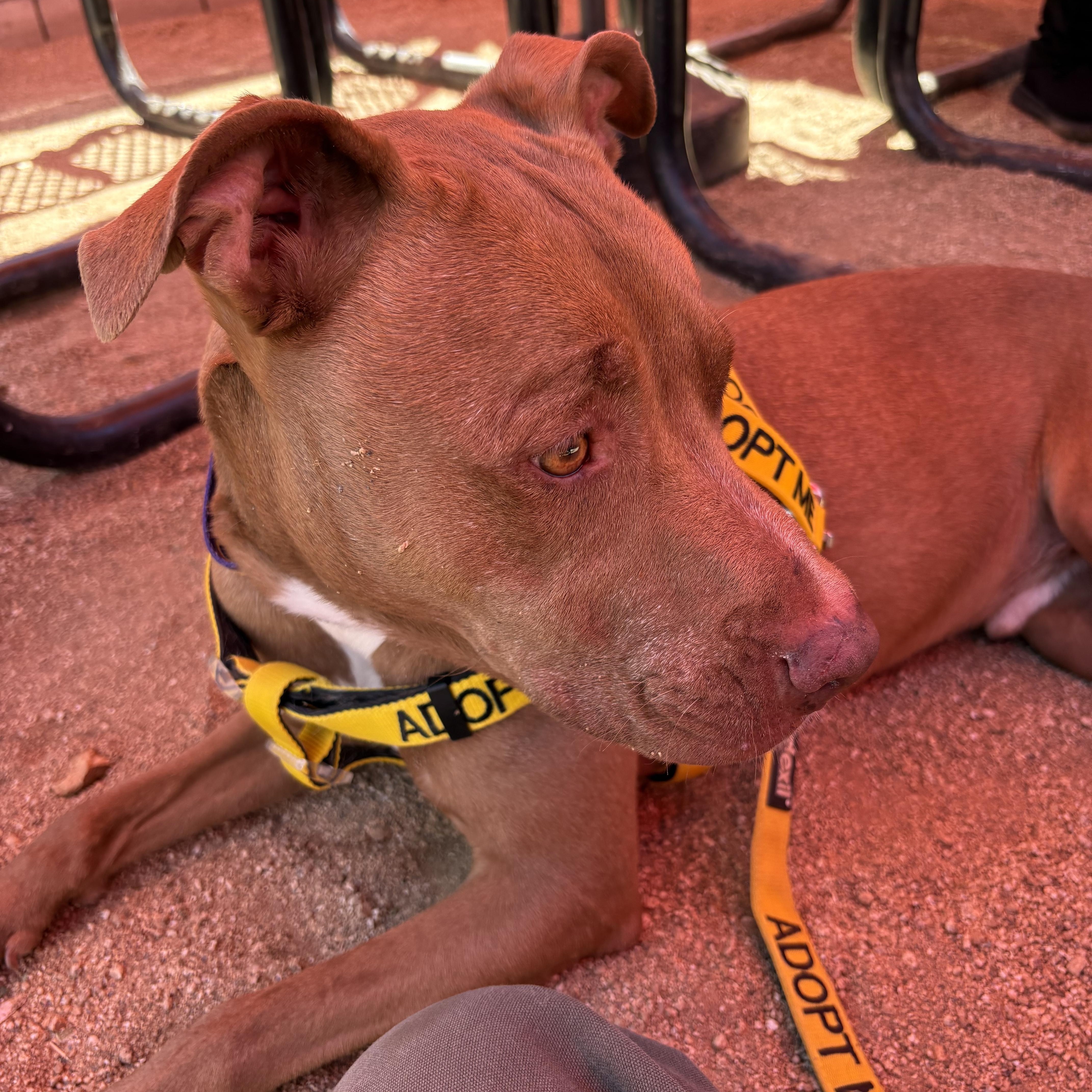 Enlarge GIBBS (GIBBY), an adopted mixed breed in Joshua Tree, CA image 4/4