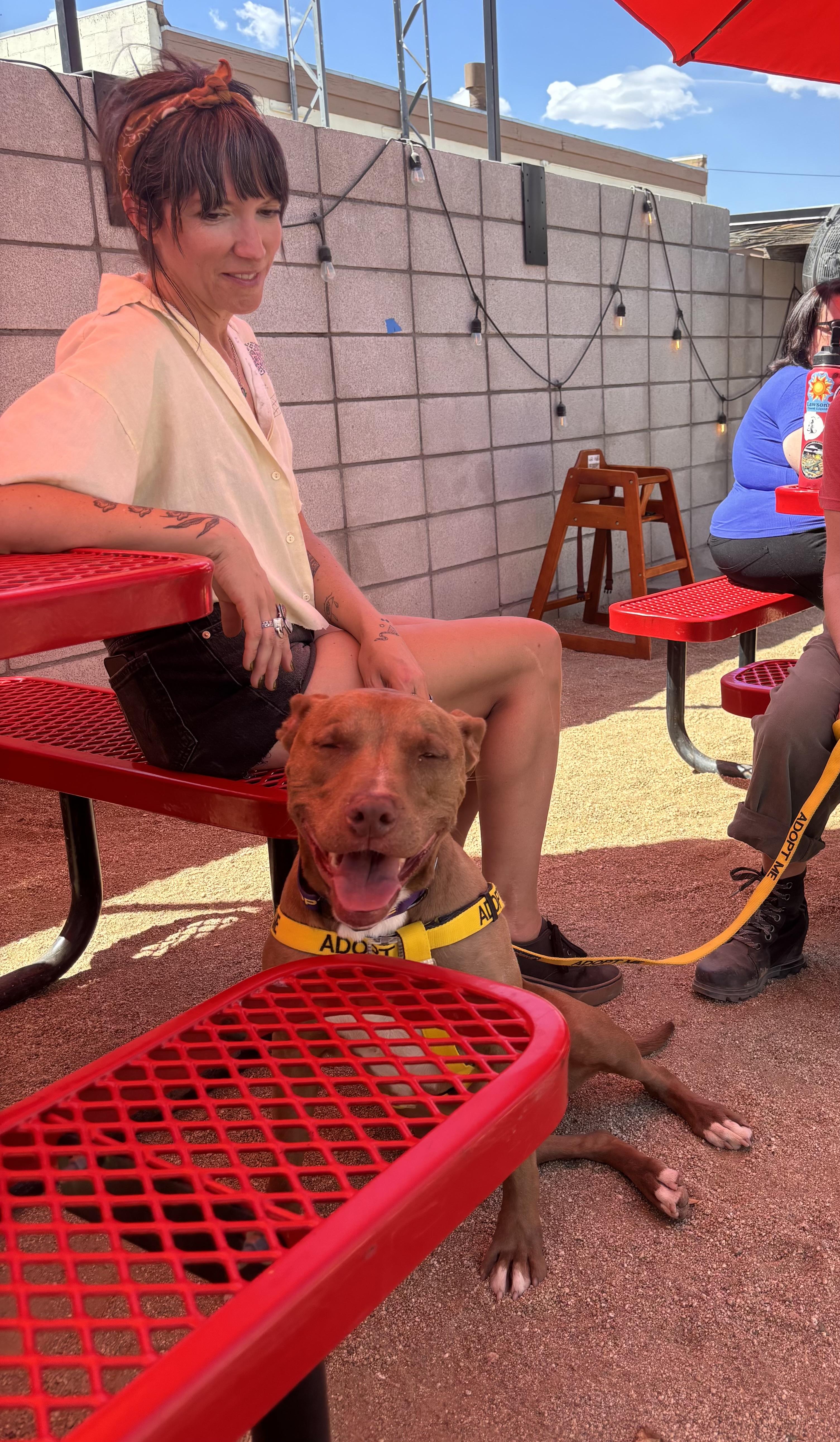 Enlarge GIBBS (GIBBY), an adopted mixed breed in Joshua Tree, CA image 2/4