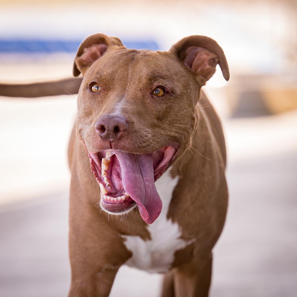Enlarge GIBBS (GIBBY), an adopted mixed breed in Joshua Tree, CA image 3/4