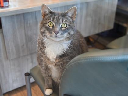 Enlarge Lornadoone, a Adoptable Domestic Short Hair in Ringoes, NJ image 3/3