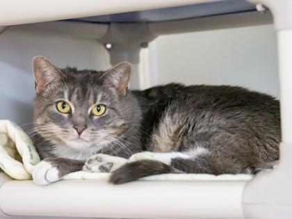 Enlarge Lornadoone, a Adoptable Domestic Short Hair in Ringoes, NJ image 2/3