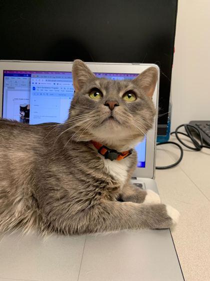 Enlarge Lornadoone, a Adoptable Domestic Short Hair in Ringoes, NJ image 3/3