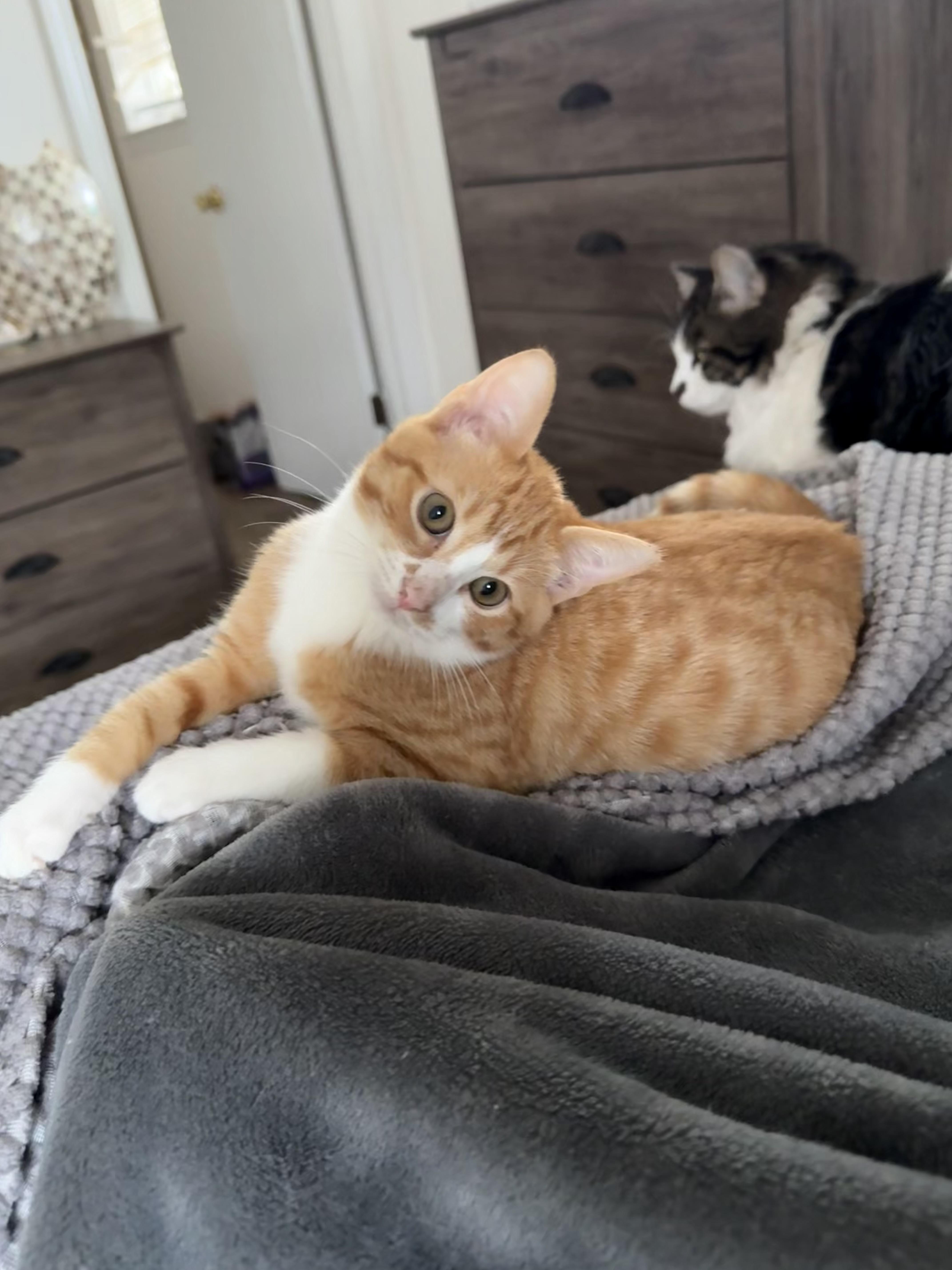 Peanut, Adopted, Young Male Domestic Short Hair.