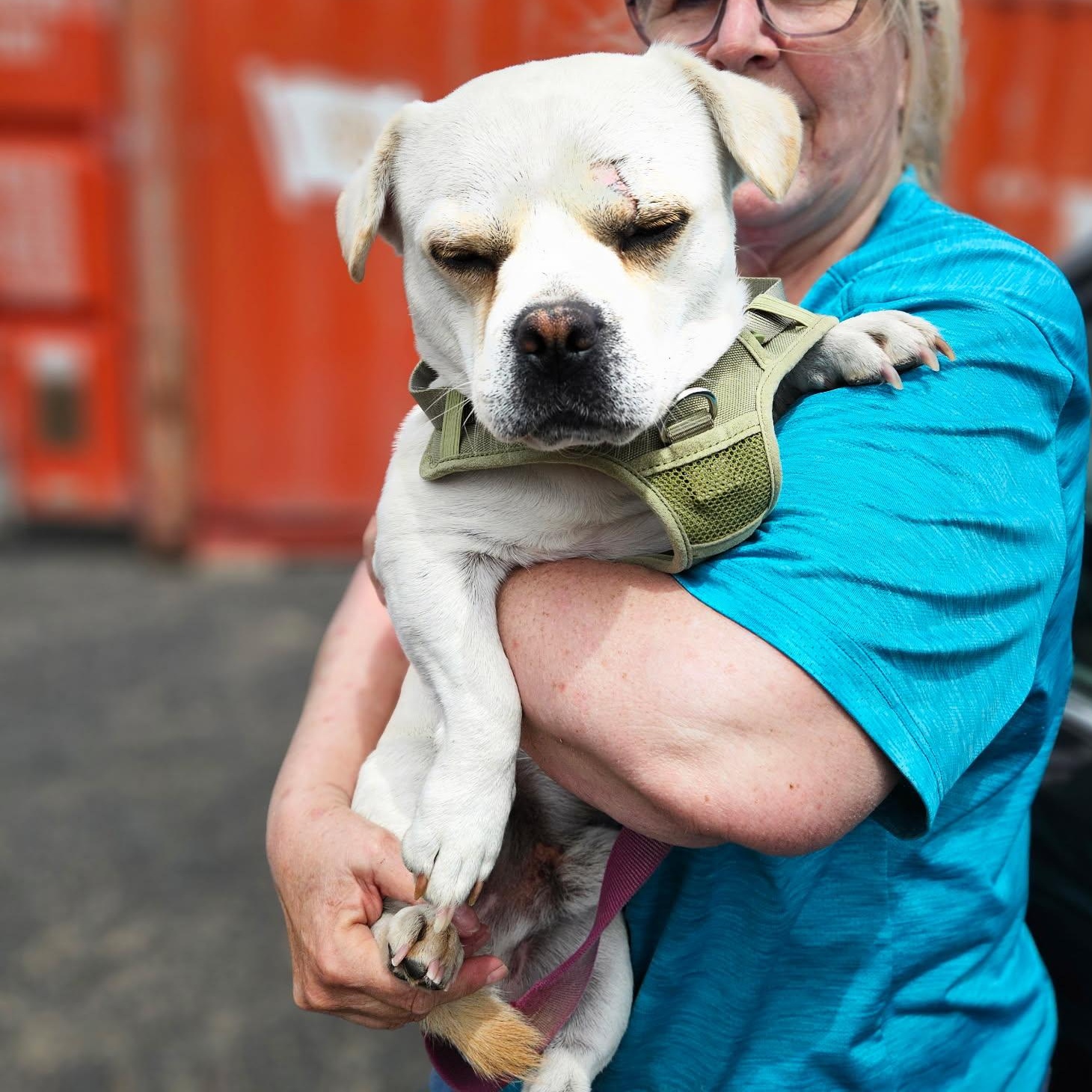 Enlarge Brody - Good Things Come in Small Packages, a Adoptable mixed breed in Kirkland, WA image 2/4