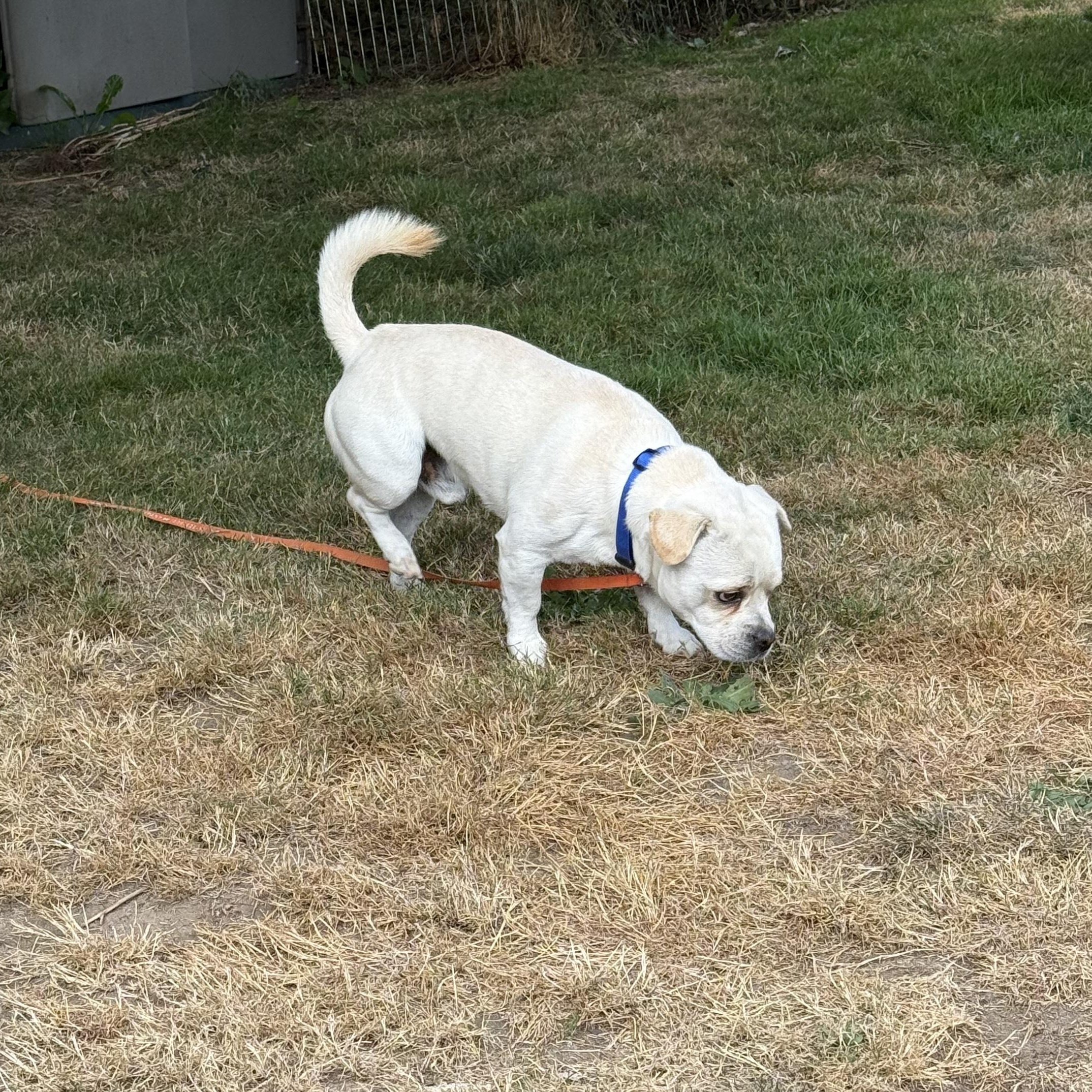 Enlarge Brody - Good Things Come in Small Packages, a Adoptable mixed breed in Kirkland, WA image 4/4