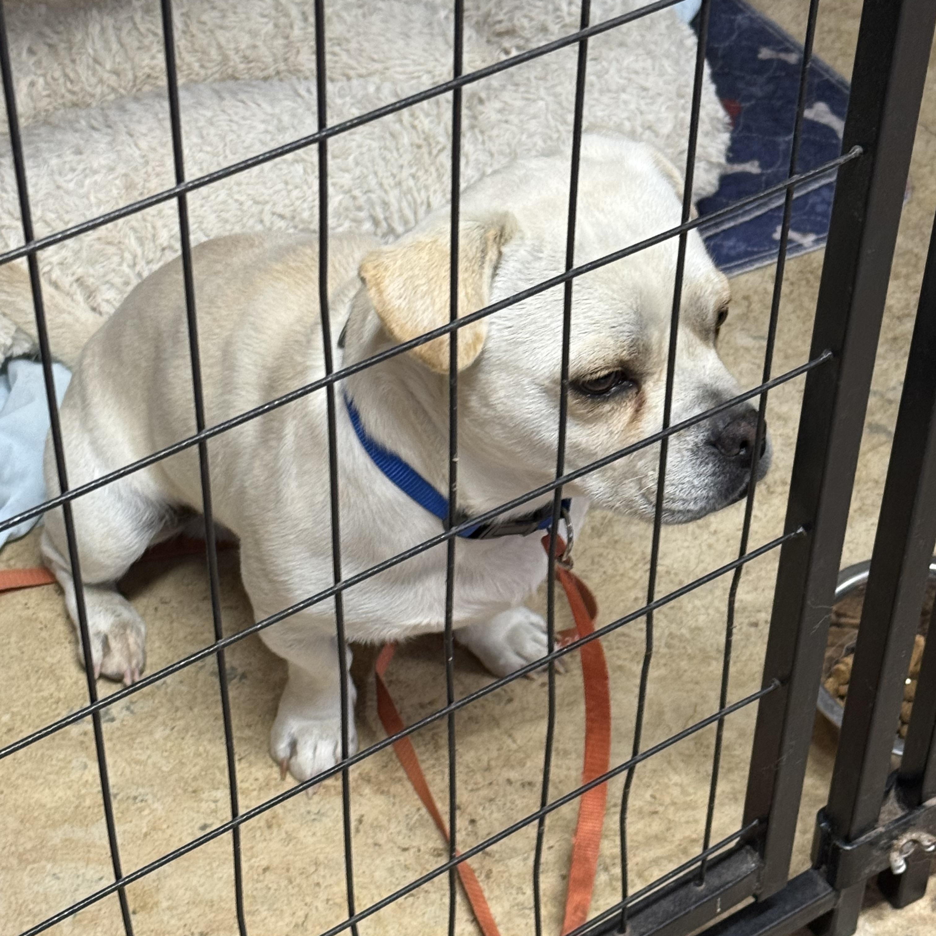 Enlarge Brody - Good Things Come in Small Packages, a Adoptable mixed breed in Kirkland, WA image 3/4