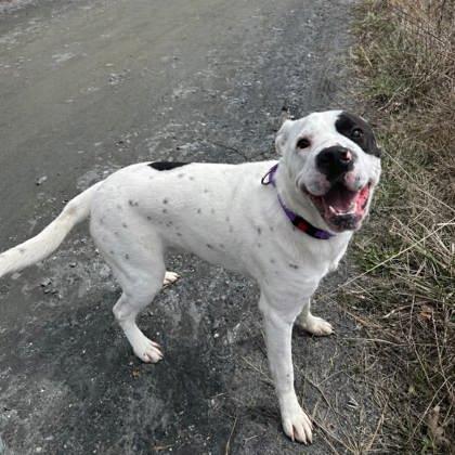 Klaus, Adoptable, Adult Male Shar-Pei & Mixed Breed.