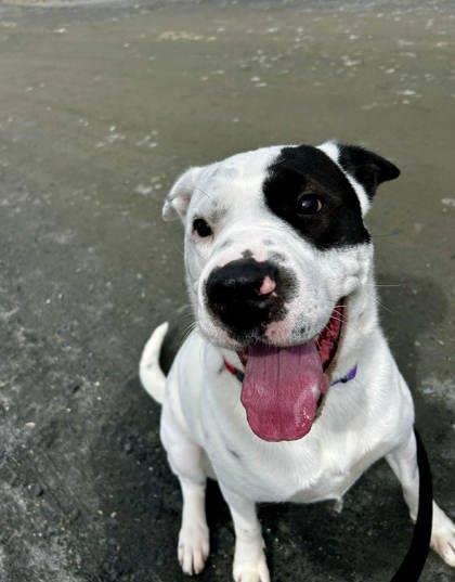 Enlarge Klaus, a Adoptable mixed breed in Spruce Pine, NC image 2/2