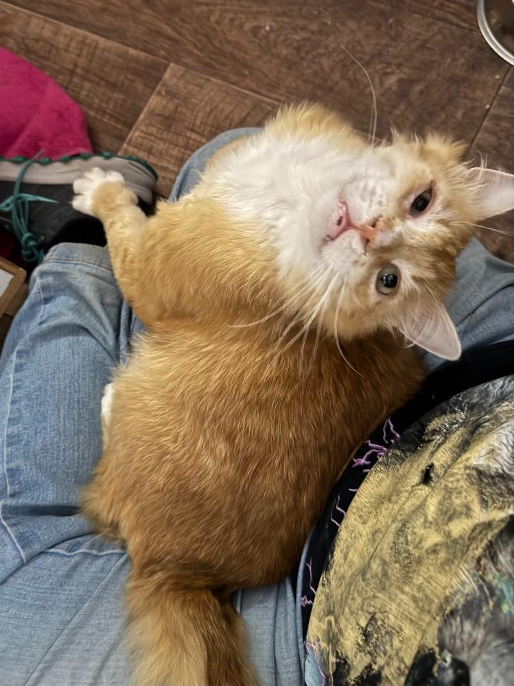 Enlarge Buddy, an adopted Domestic Medium Hair in Beaverton, OR image 2/6