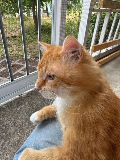 Enlarge Buddy, an adopted Domestic Medium Hair in Beaverton, OR image 4/6