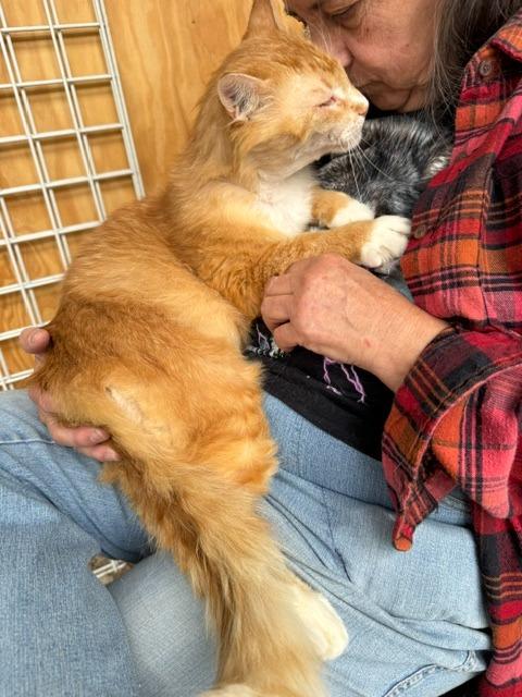 Enlarge Buddy, an adopted Domestic Medium Hair in Beaverton, OR image 5/6