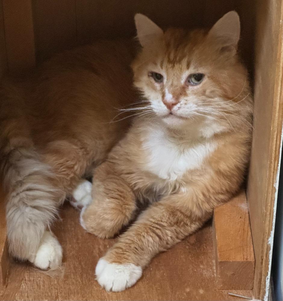 Buddy, adopted, Adult Male Domestic Medium Hair.