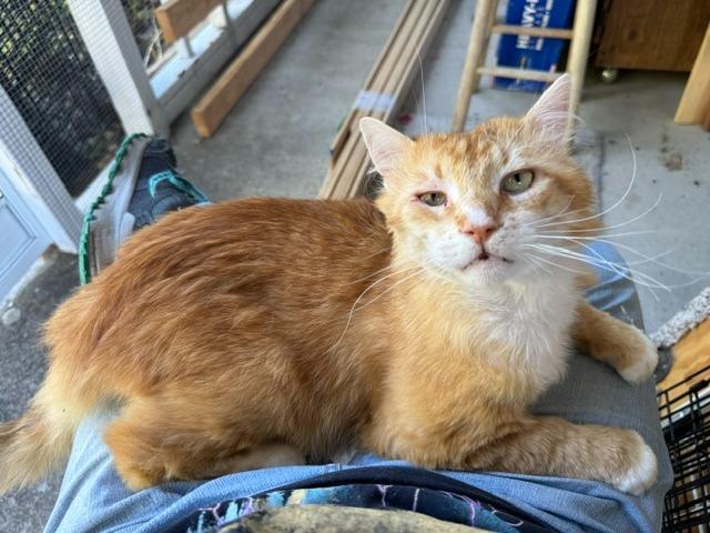 Enlarge Buddy, an adopted Domestic Medium Hair in Beaverton, OR image 3/6